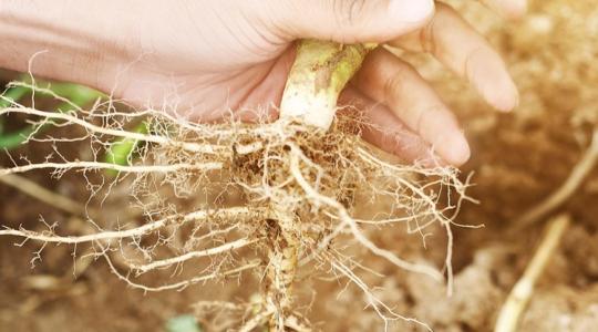 A gyökérzóna megóvása – miért ez a legfontosabb? A gyökérzóna megóvása – miért ez a legfontosabb?