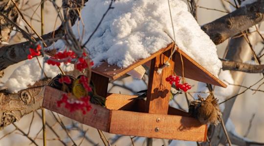 Miért nem járnak a madarak az etetődre? 7 titkos ok