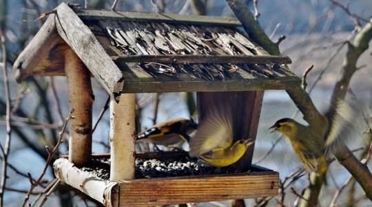 A madárbarát kert téli alapjai – gyors lista