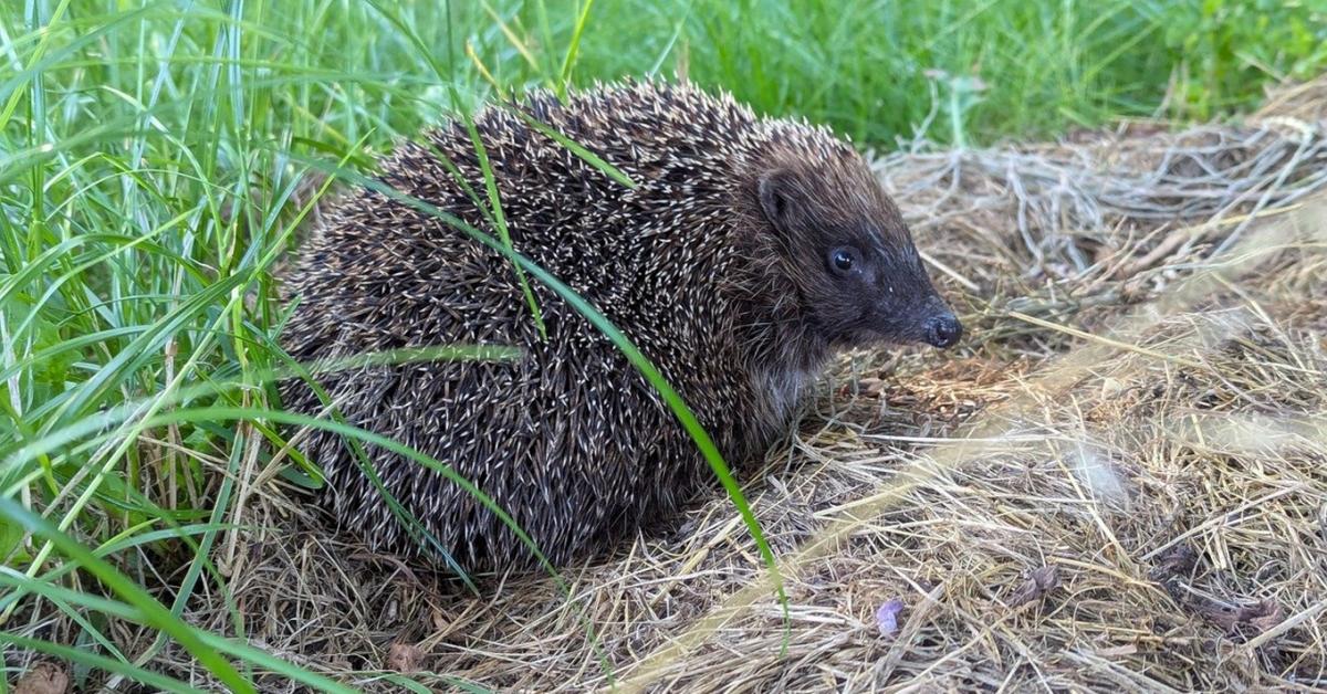 A sünök téli alvása – hogyan ne zavard meg? A sünök téli alvása – hogyan ne zavard meg?