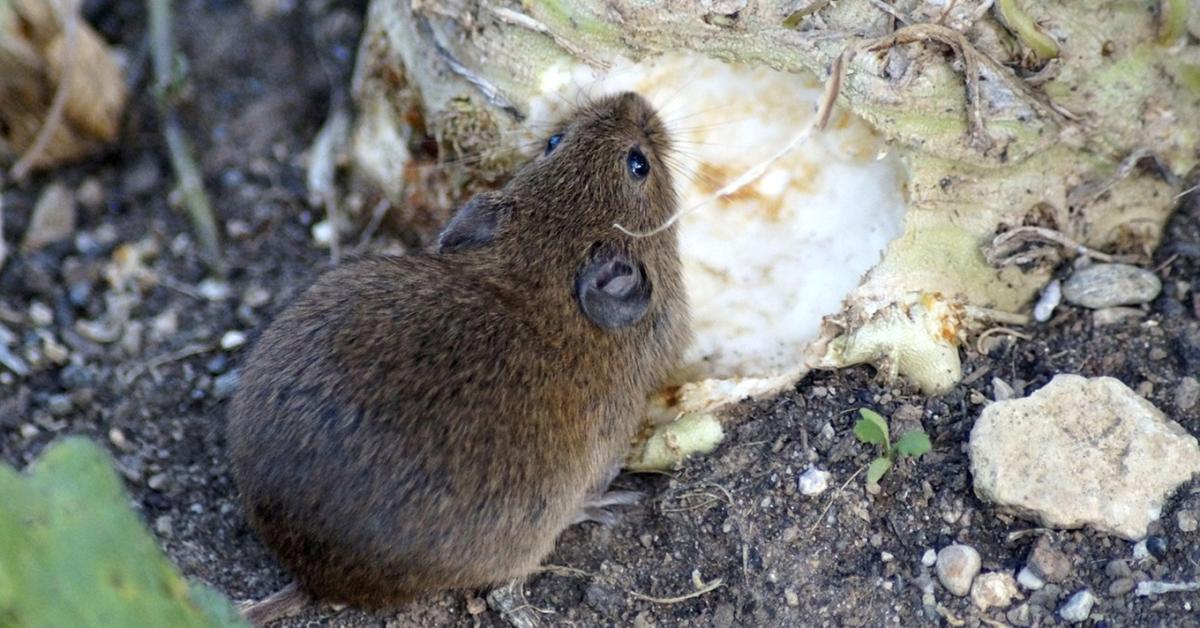 A rágcsálók jelei, amelyeket csak télen látsz