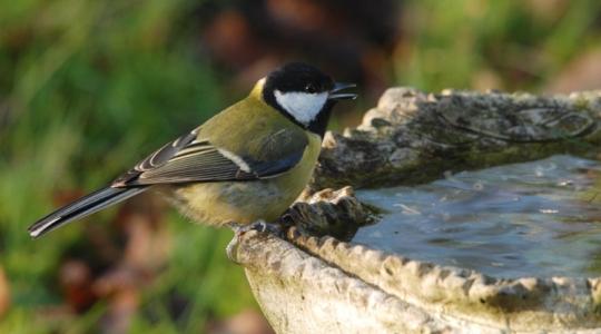 A madarak téli vízigénye – fontosabb, mint hinnéd
