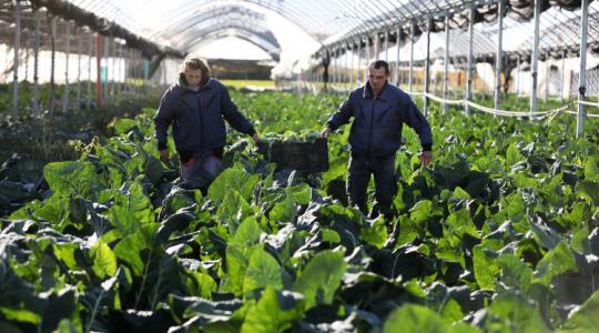 Így is lehet: Karácsond, ahol a karfiol esélyt is ad Így is lehet: Karácsond, ahol a karfiol esélyt is ad