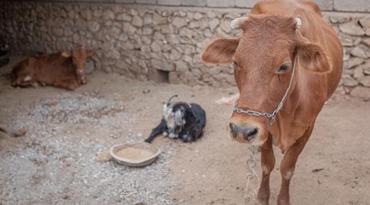 Mezőgazdasági összeomlás szélén áll ez az ország, tömegesen pusztulnak az állatok Mezőgazdasági összeomlás szélén áll ez az ország, tömegesen pusztulnak az állatok
