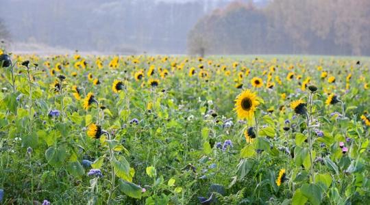 Feje tetejére állt az olajosmag-külkereskedelem Feje tetejére állt az olajosmag-külkereskedelem