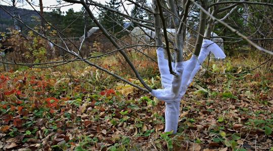 Díszfák téliesítése – mikor kell törzsvédőt használni? Díszfák téliesítése – mikor kell törzsvédőt használni?