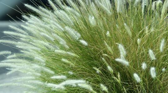 Díszfüvek téli kezelése – mitől barnulnak meg idő előtt? Díszfüvek téli kezelése – mitől barnulnak meg idő előtt?
