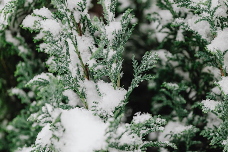 tuják téli védelme