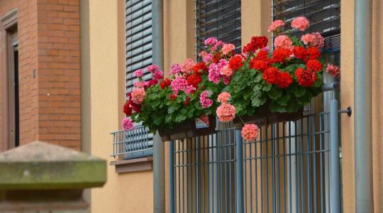 Balkon növények teleltetése – melyik maradhat kint?