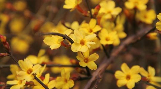 Illatos téli növények – melyik ad még decemberben is aromát?
