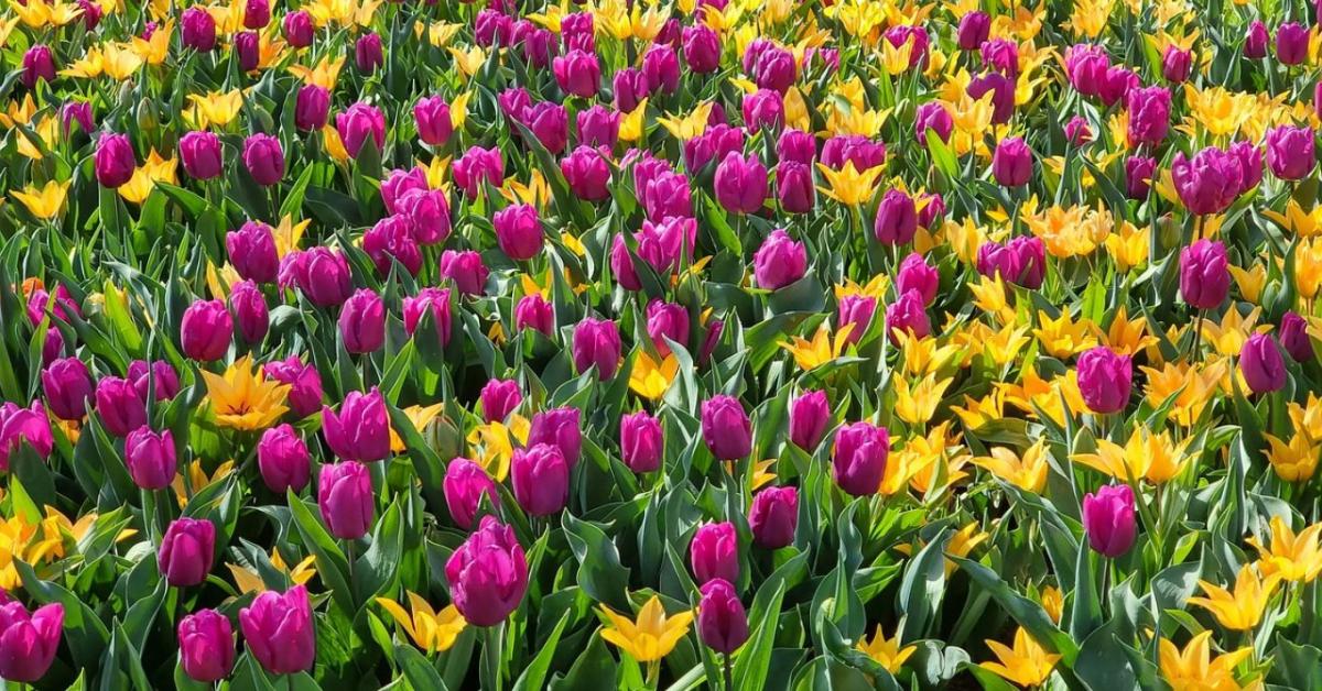 Hagymások téli gondozása – kell-e takarni a tulipánt, nárciszt?