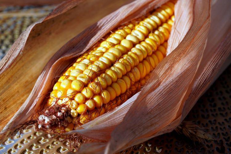 A jövő kukoricatermesztése ma – Agroinform TechMag A jövő kukoricatermesztése ma – Agroinform TechMag