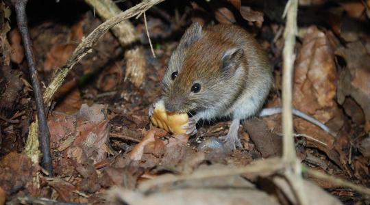 Rágcsálóvédelem télen – 5 pont, ahol biztosan bejutnak
