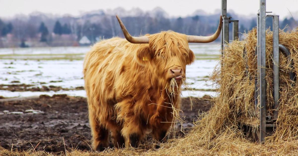 Széna téli tárolása – hogyan előzd meg a befülledést? Széna téli tárolása – hogyan előzd meg a befülledést?