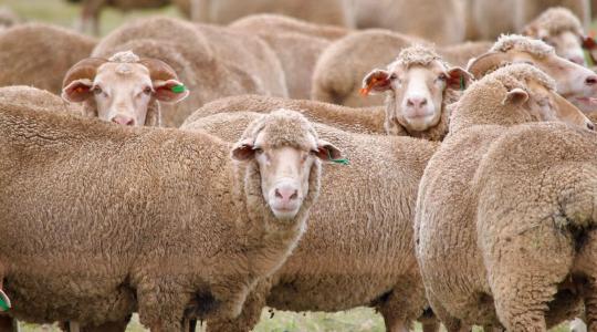 Juhok teleltetése – ellési előkészületek és almozás