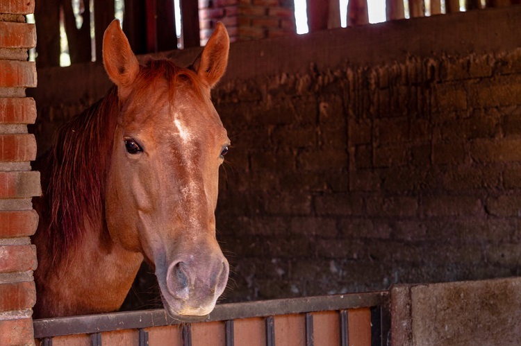 Lóistállók téli szellőzése