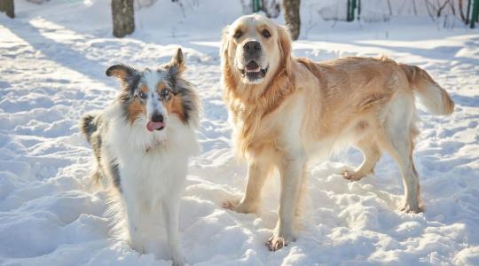 Kutyák téli udvartartása – milyen hőmérséklet az optimális?