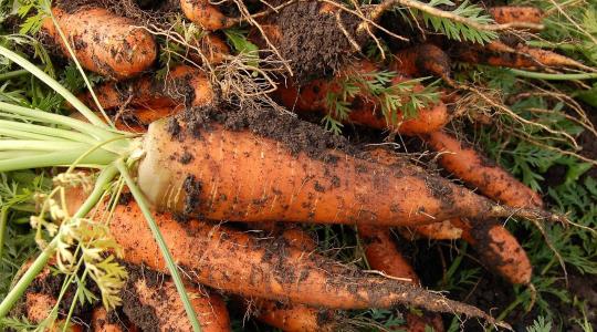 Gyökérzöldségek téli tárolása – répától a cékláig
