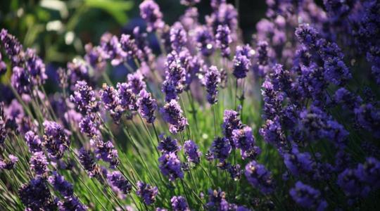 Levendula téliesítése – így ne okozz kárt a túlzott takarással Levendula téliesítése – így ne okozz kárt a túlzott takarással