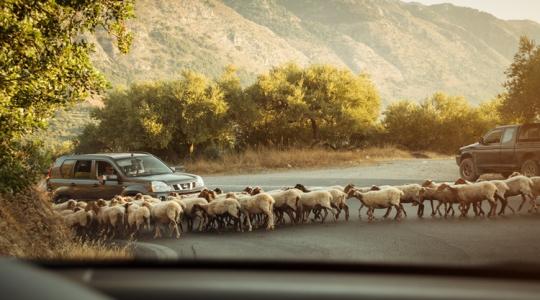 Eldurvult a helyzet: több százezer juhot és kecskét vágtak le a görögök Eldurvult a helyzet: több százezer juhot és kecskét vágtak le a görögök