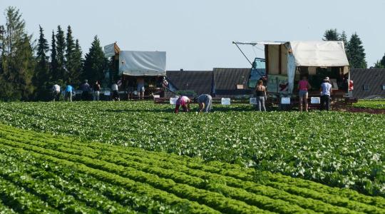 Érvényben maradnak a vendégmunkások foglalkoztatására vonatkozó feltételek