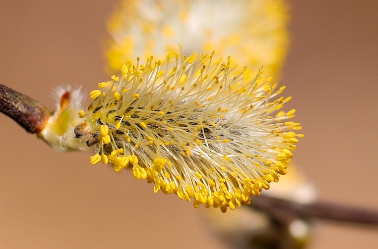 Salix caprea