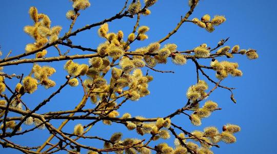 Szoros volt a verseny az Év fája szavazáson