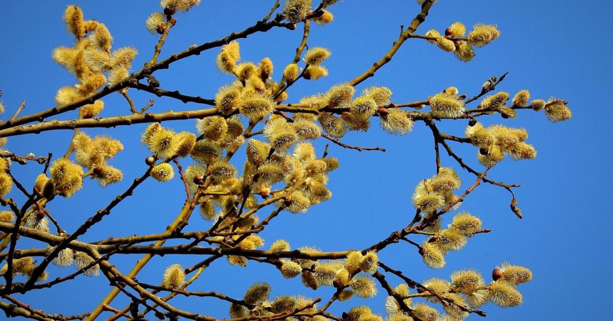 Szoros volt a verseny az Év fája szavazáson Szoros volt a verseny az Év fája szavazáson