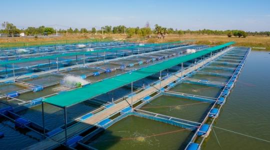 Hihetetlen módszert találtak a halbetegségek ellen Hihetetlen módszert találtak a halbetegségek ellen