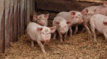 Afrikai sertéspestis (ASP) – Legyen mindennapi rutinja a járványvédelemben!