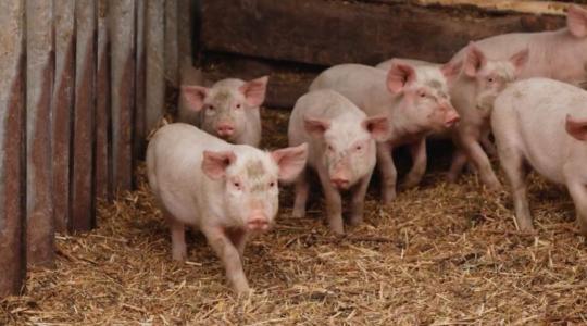 Afrikai sertéspestis (ASP) – Legyen mindennapi rutinja a járványvédelemben!