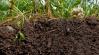 A talaj rejtett titkai a növényvédelem innovációjának szolgálatában