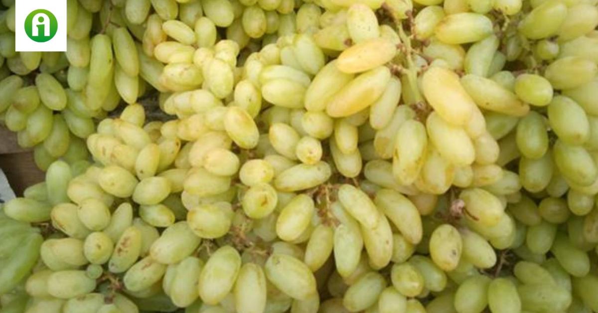 Vattacukor ízű szőlő hódít Vattacukor ízű szőlő hódít