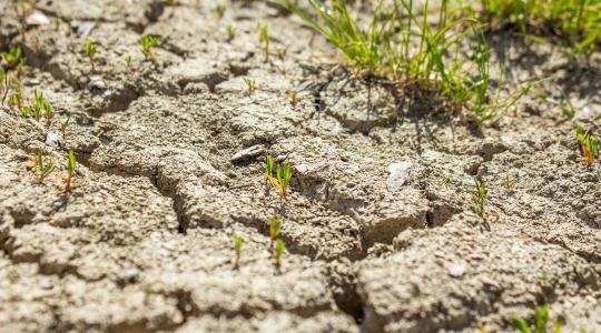 Aszály idején is zöldellő növények? Próbáld ki az altalajöntözést!