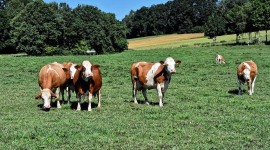 Szenzorok a legelőn: új korszak a szarvasmarhatartásban