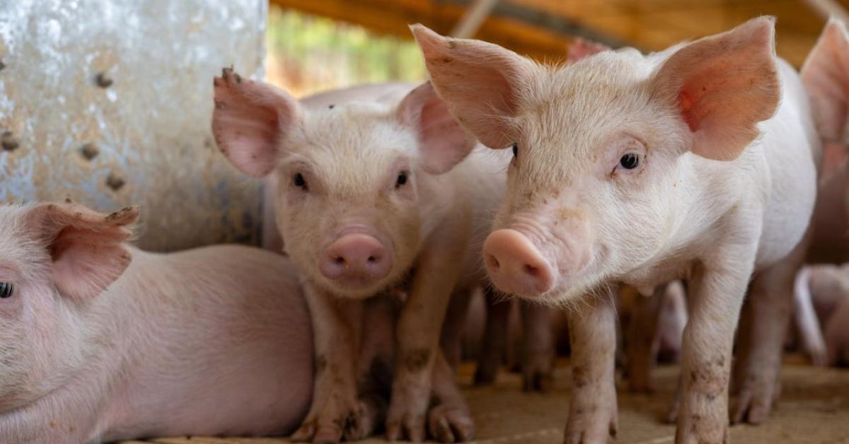 Amit nem mondanak el az állatjólétről: 9 tény, ami megváltoztatja a véleményed