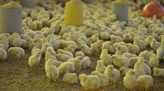 34 millió megmentett csibe évente – de ki fizeti az átállás árát? 34 millió megmentett csibe évente – de ki fizeti az átállás árát?