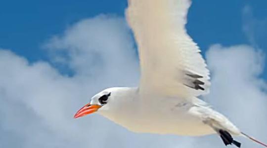 Wisdom, a világ legidősebb madara visszatért +VIDEÓ Wisdom, a világ legidősebb madara visszatért +VIDEÓ