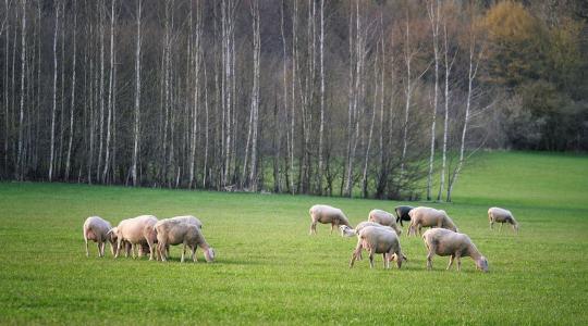 Több mint 600 fotó érkezett a gyepeket bemutató országos pályázatra Több mint 600 fotó érkezett a gyepeket bemutató országos pályázatra