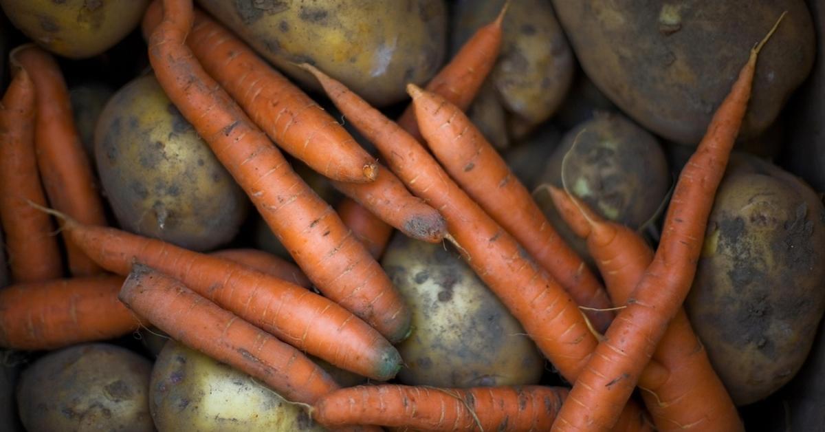 A gyökérzöldségek téli eltarthatóságának titkai
