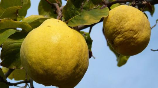 A birsalma, ami télen a legfinomabb – gyors tippek