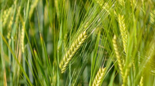 Műtrágya nélkül is bő termés? Már nem lehetetlen