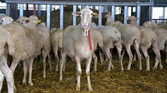 A juhok téli immunerősítésének 5 módja A juhok téli immunerősítésének 5 módja