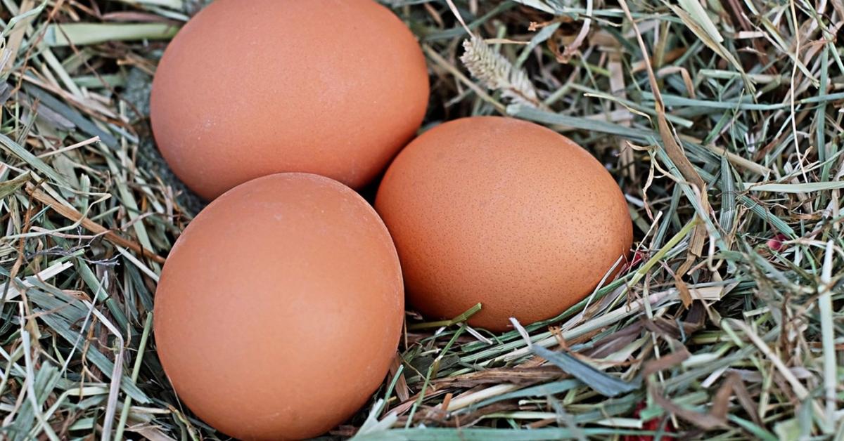 A baromfi téli tojástermelésének 7 titka