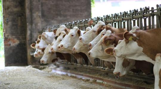 A téli vízhiány hatása az állatokra – komolyabb, mint hinnéd A téli vízhiány hatása az állatokra – komolyabb, mint hinnéd