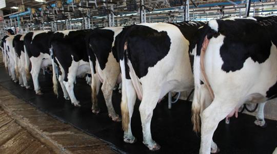 Tejválság lehet ebben az országban Tejválság lehet ebben az országban