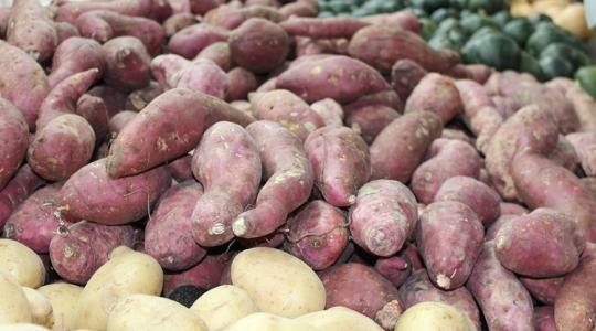 Egyik állam nyert, a másik bukott – drámai év az édesburgonya-fronton Egyik állam nyert, a másik bukott – drámai év az édesburgonya-fronton