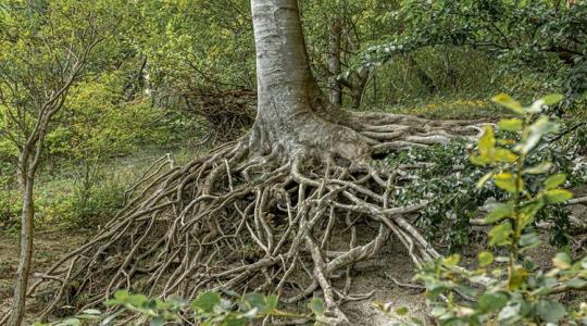 Hogyan oltja a szomját a fa? Egy új adatbázis megmutatja! Hogyan oltja a szomját a fa? Egy új adatbázis megmutatja!
