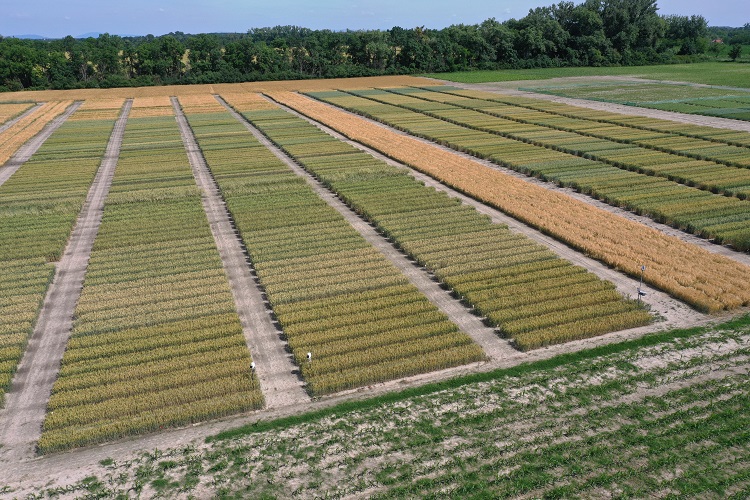 innováció innováció