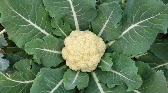 A karfiol a zöldségek Ferrarija – biodiverzitás, egészség, üzlet egyben A karfiol a zöldségek Ferrarija – biodiverzitás, egészség, üzlet egyben